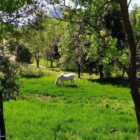 Agriturismo Colloreto Morano Calabro Eksteriør billede